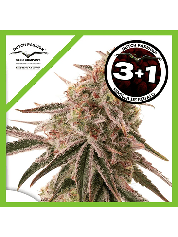 Frozen Biscotti Fem X3+1-Dutch Passion 1