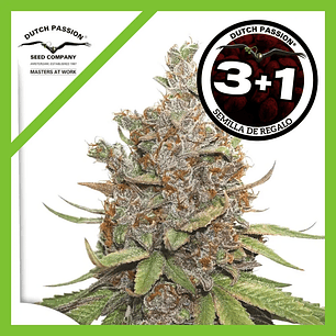 Glueberry Og Auto X3+1-Dutch Passion