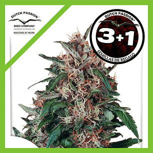 Hollands Hope Fem X3+1-Dutch Passion