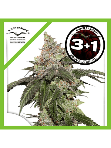 Kerosene Krash Fem X3+1-Dutch Passion 1