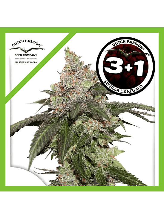 Kerosene Krash Fem X3+1-Dutch Passion 1