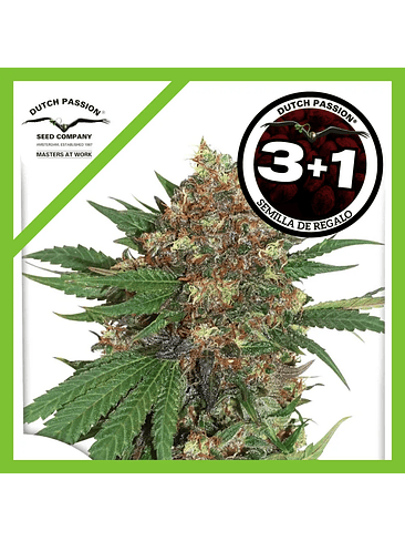 Master Kush Fem X3+1-Dutch Passion 1