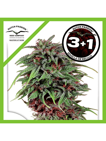 Melonade Runtz Auto X3+1-Dutch Passion 1