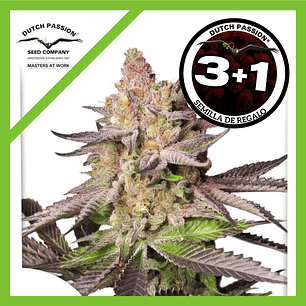 Melonade Runtz Fem X3+1-Dutch Passion