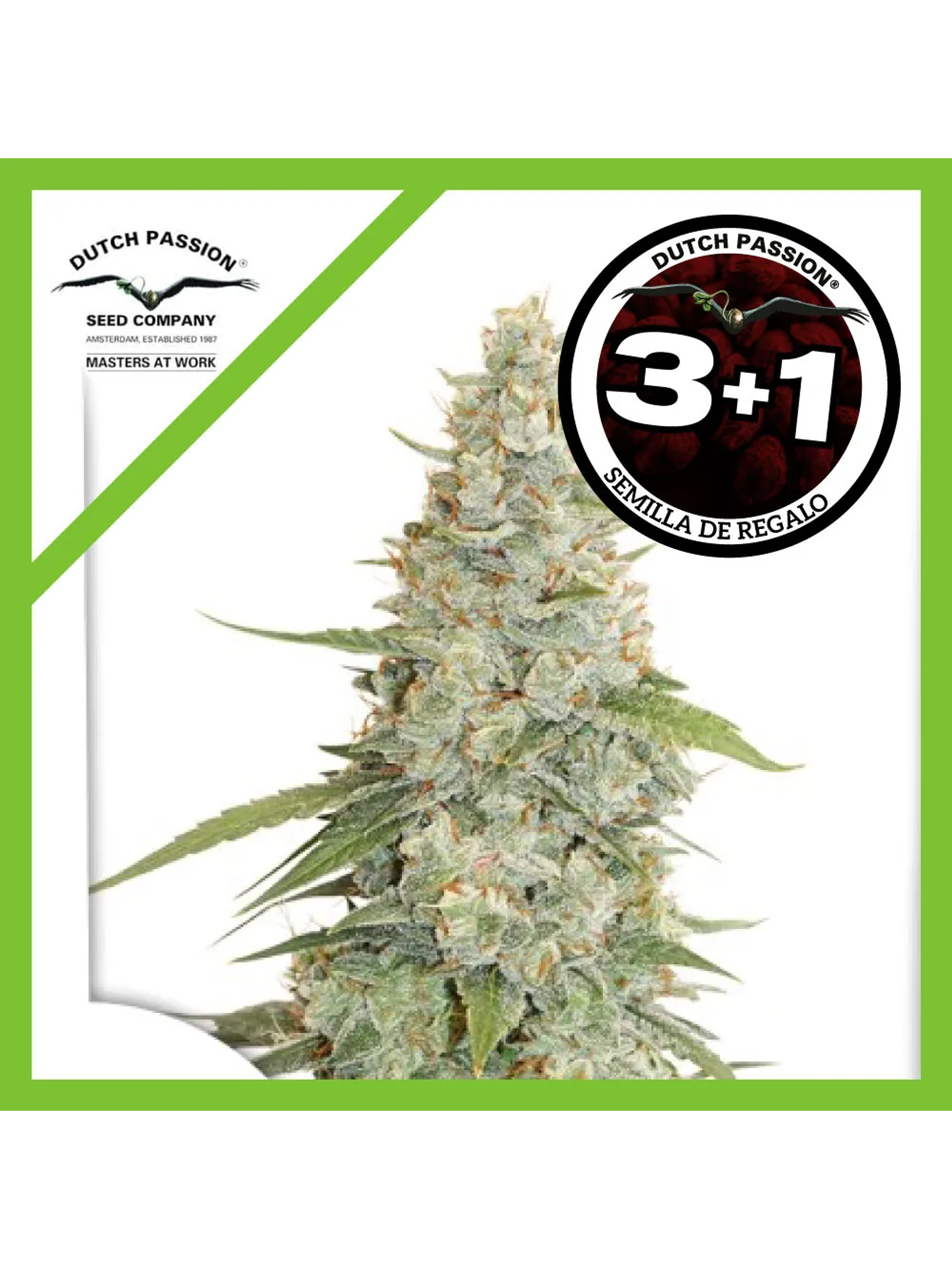 Meringue Fem -Dutch Passion (X3/X3+1) 1