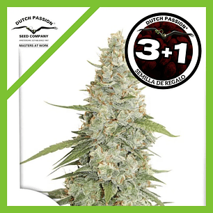 Meringue Fem X3+1-Dutch Passion