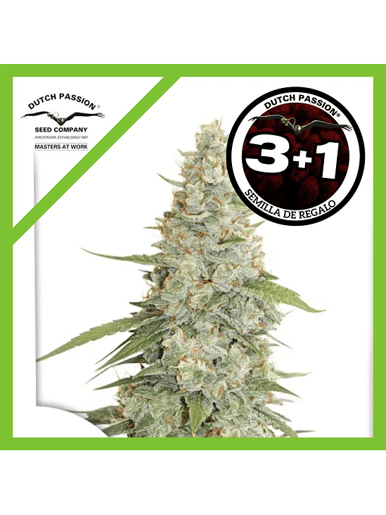 Meringue Fem X3+1-Dutch Passion 1