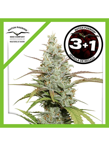 Mokum'S Tulip Fem X3+1-Dutch Passion 1