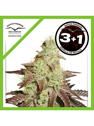 Night Queen Auto X3+1-Dutch Passion 1