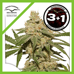 Oh My Gusher Auto X3+1-Dutch Passion