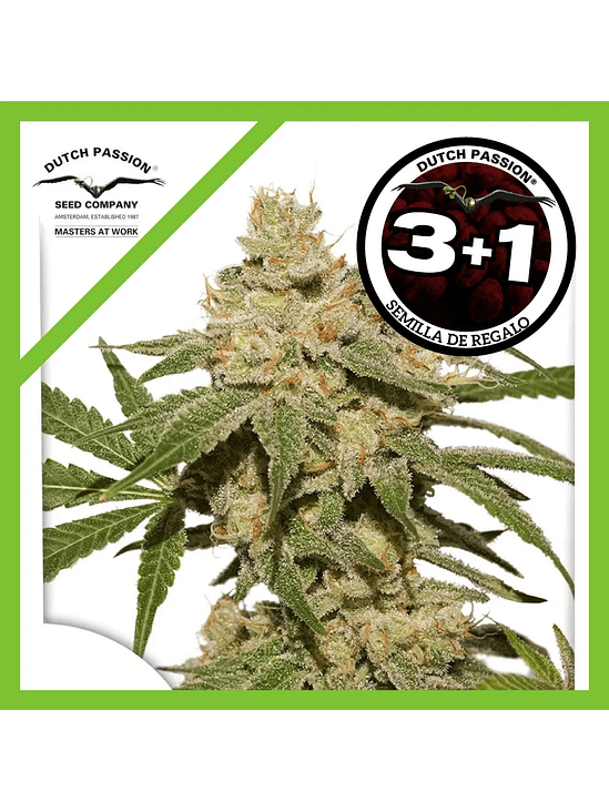 Oh My Gusher Auto X3+1-Dutch Passion 1