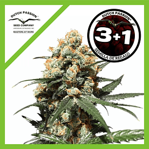 Orange Hill Special Fem X3+1-Dutch Passion