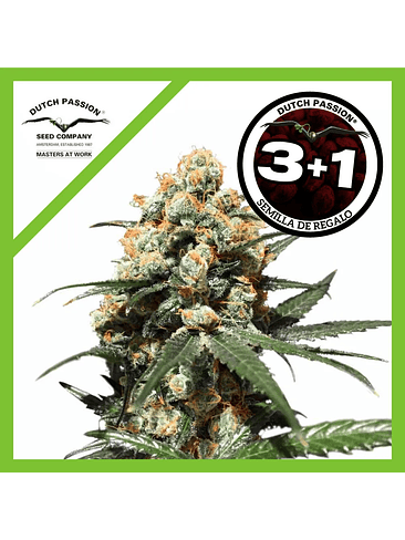 Orange Hill Special Fem X3+1-Dutch Passion 1