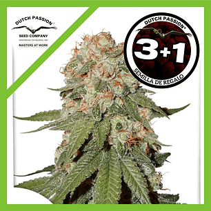 Orange Bud Fem X3+1-Dutch Passion