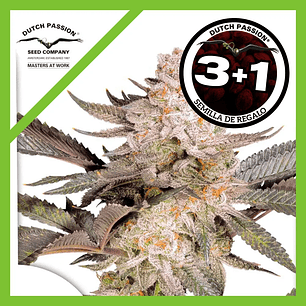 Orange Bud Fem 2.0 X3+1-Dutch Passion