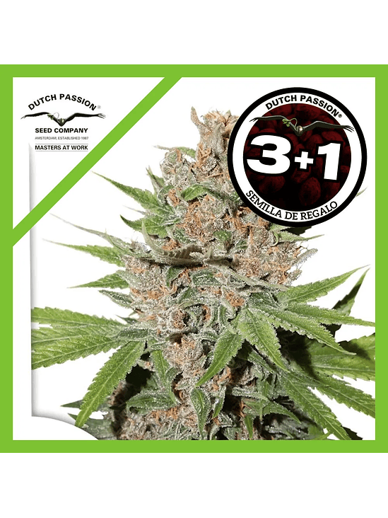 Passion Fruit Fem X3+1-Dutch Passion 1