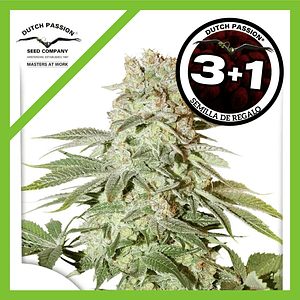 Power Plant Auto X3+1-Dutch Passion