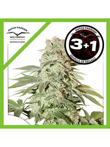 Power Plant Auto X3+1-Dutch Passion 1