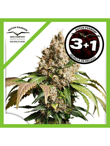 Red Tropicana Cookies Auto X3+1-Dutch Passion 1