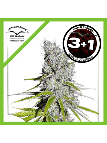 Skunk Haze Cbd Fem X3+1-Dutch Passion 1