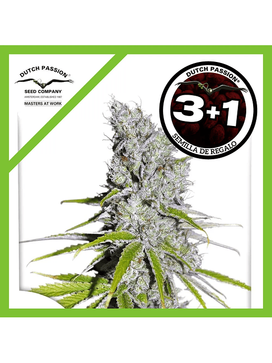 Skunk Haze Cbd Fem X3+1-Dutch Passion 1