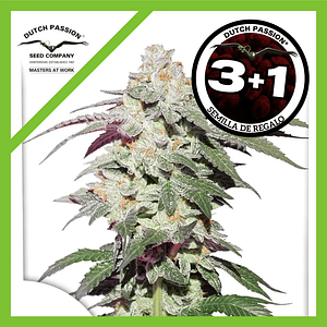 Skywalker Haze Fem X3+1-Dutch Passion