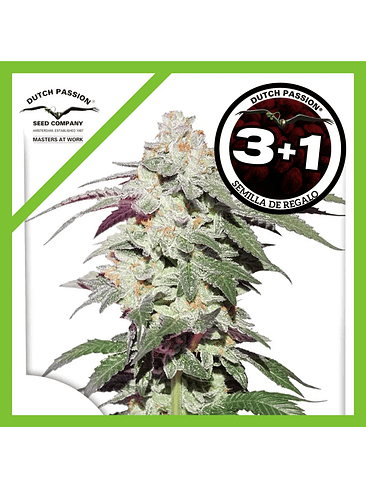 Skywalker Haze Fem X3+1-Dutch Passion 1