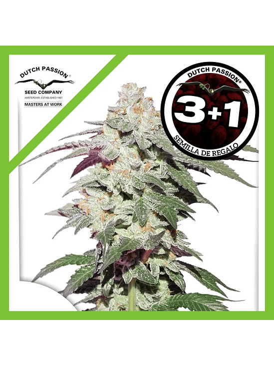 Skywalker Haze Fem X3+1-Dutch Passion 1