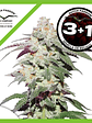 Skywalker Haze Fem X3+1-Dutch Passion - Miniatura 1