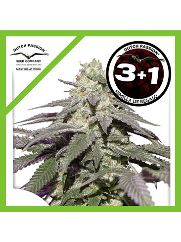 Skywalker Haze Auto X3+1-Dutch Passion 1