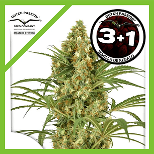 Snow Bud Fem X3+1-Dutch Passion