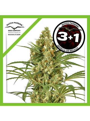 Snow Bud Fem X3+1-Dutch Passion 1