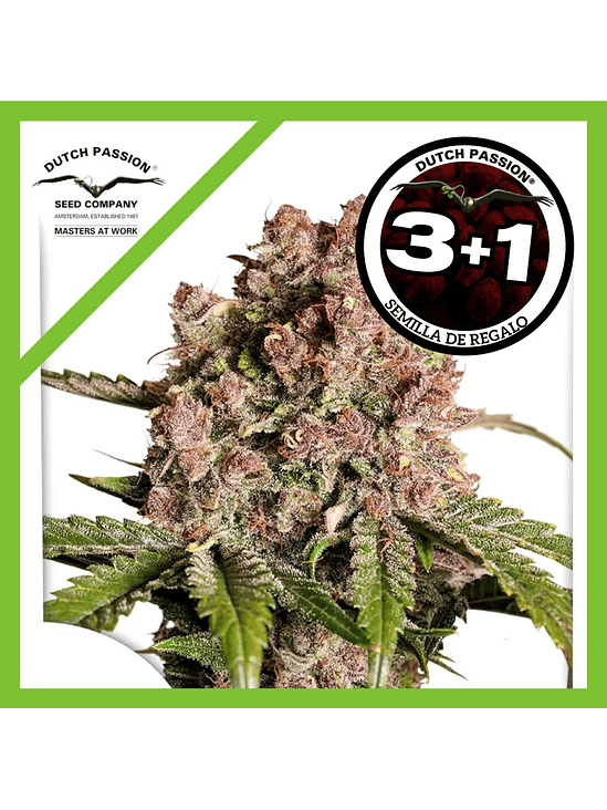 Strawberry Soda Auto X3+1-Dutch Passion 1