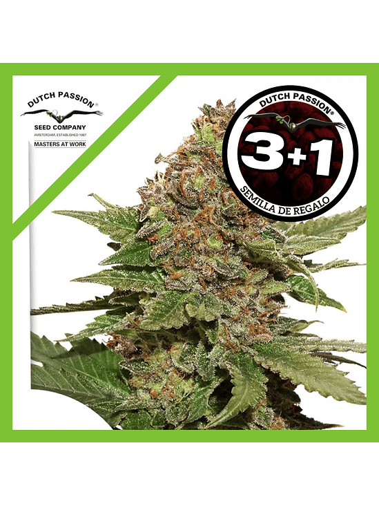 Strawberry Cough Fem X3+1-Dutch Passion 1