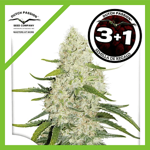 Think Big Auto X3+1-Dutch Passion