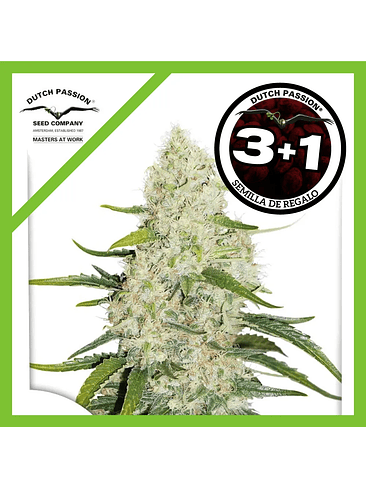 Think Big Auto X3+1-Dutch Passion 1