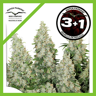 Think Different Auto X3+1-Dutch Passion