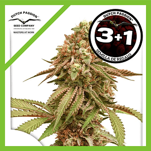 Tropical Tangie Fem X3+1-Dutch Passion