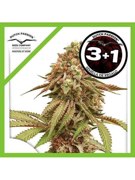 Tropical Tangie Fem X3+1-Dutch Passion 1