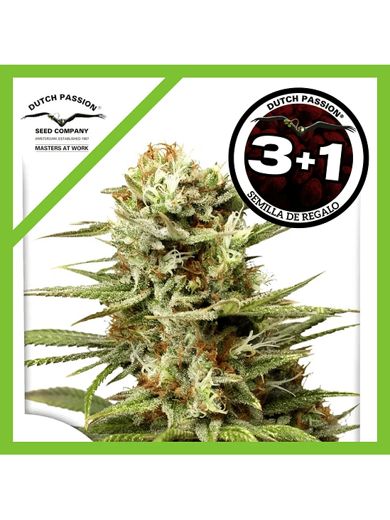 White Widow Auto X3+1-Dutch Passion 1