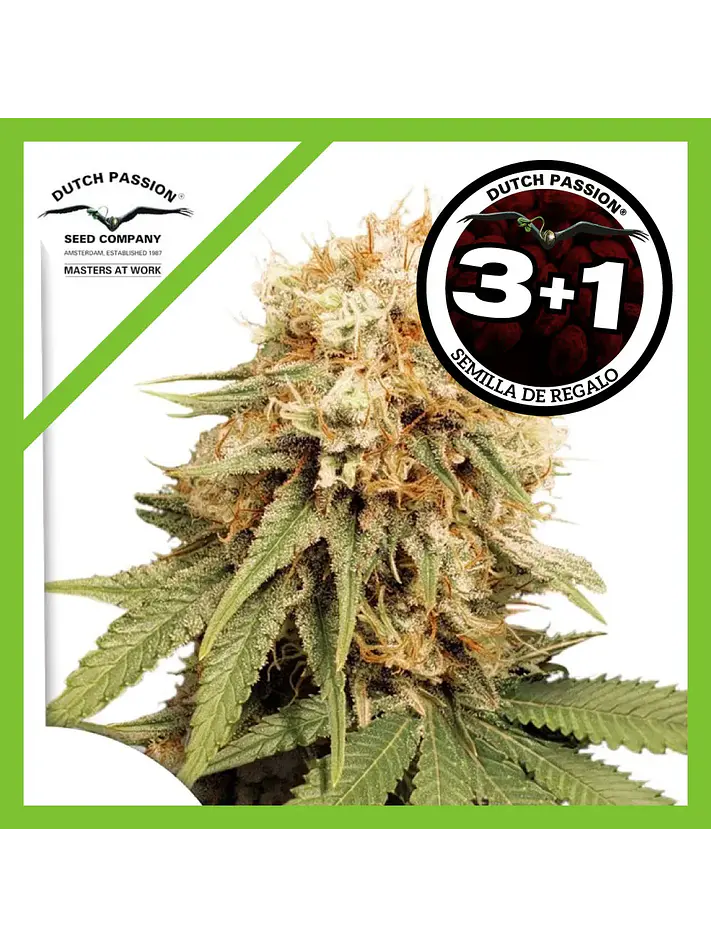 White Widow Fem -Dutch Passion (X100/X3+1) 1