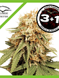 White Widow Fem (X3+1 / X100)-Dutch Passion - Miniatura 1