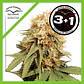 White Widow Fem -Dutch Passion (X100/X3+1) - Miniatura 1
