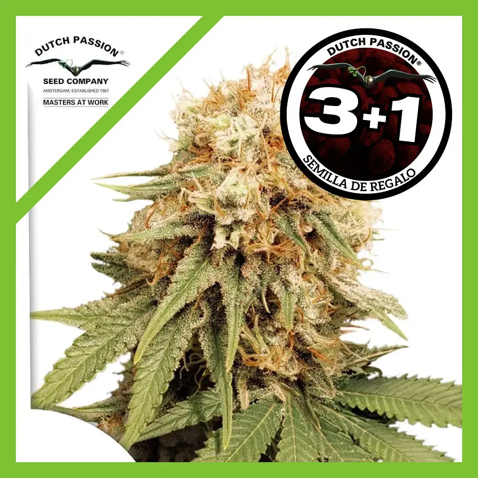 White Widow Fem -Dutch Passion (X100/X3+1) 1