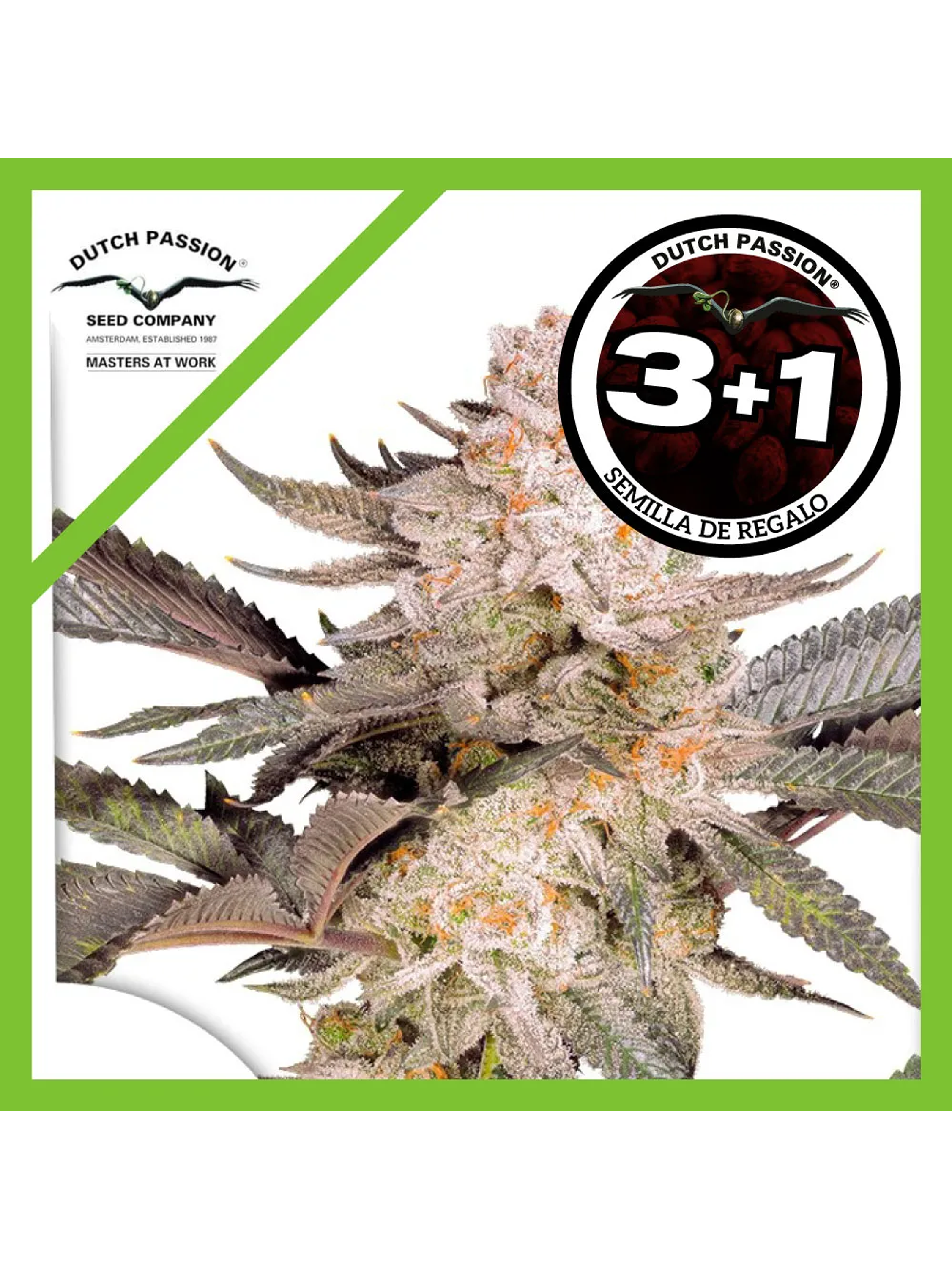 Orange Bud Fem 2.0 -Dutch Passion (X3/X3+1) 2