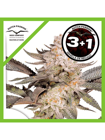 Orange Bud Fem 2.0 X3-Dutch Passion 2