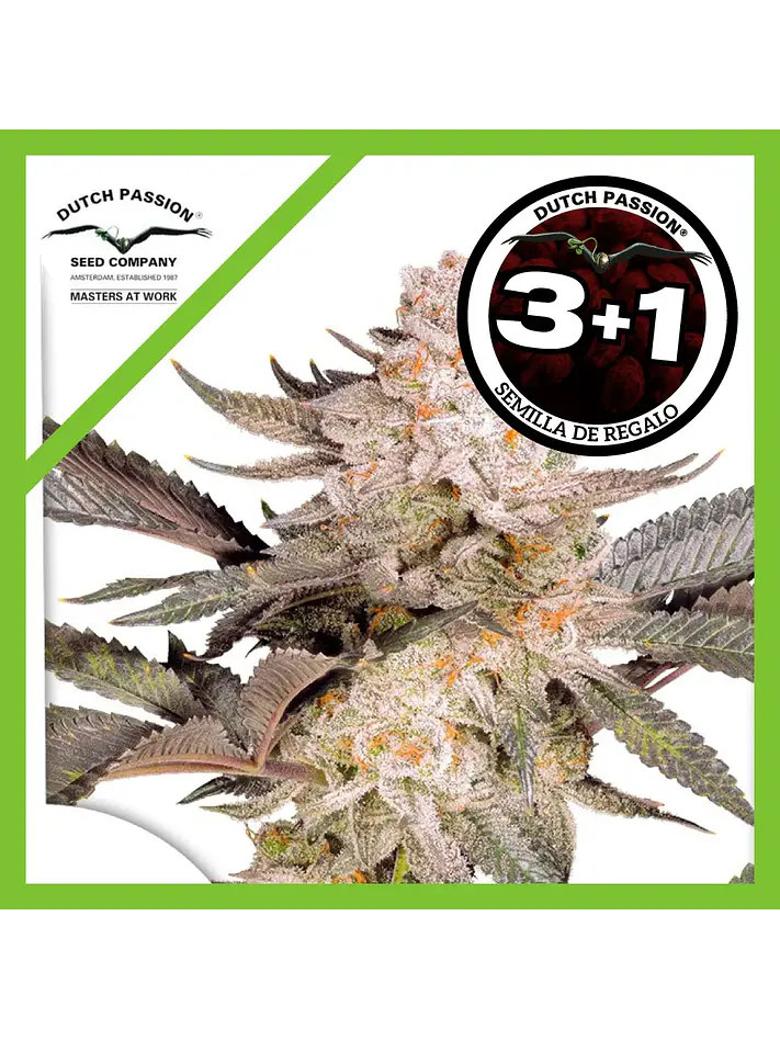 Orange Bud Fem 2.0 -Dutch Passion X3+1 1