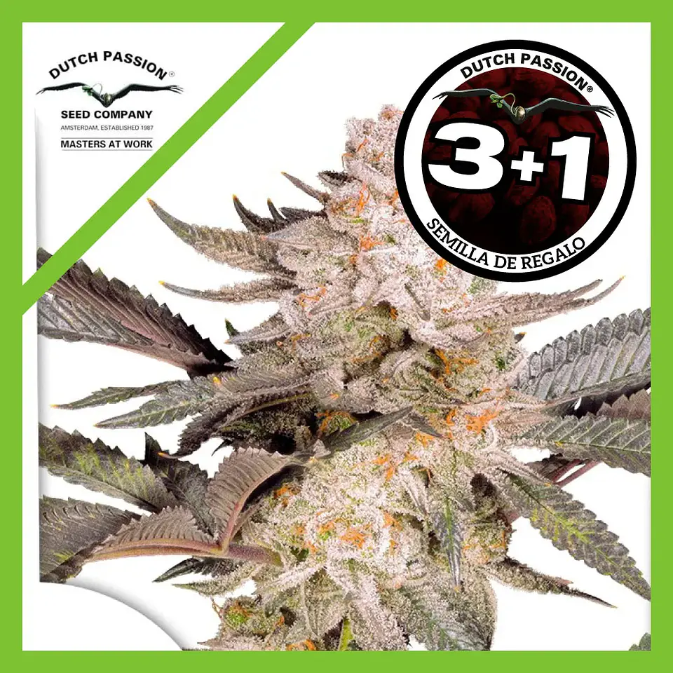 Orange Bud Fem 2.0 -Dutch Passion X3+1 1