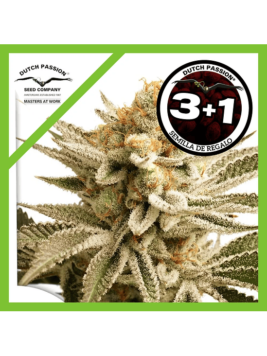 Lemon Z Fem X3-Dutch Passion 2