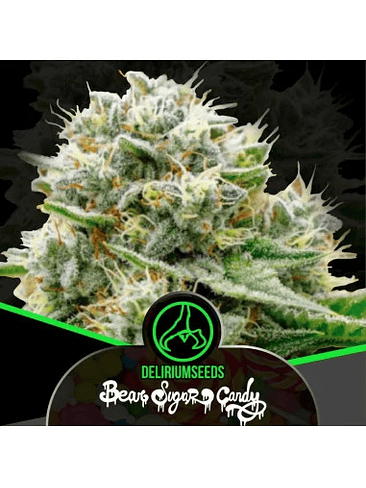 Bear Sugar Candy Fem X1-Delirium Seeds 4